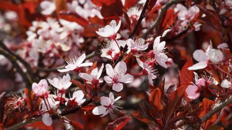 Vibrant Blossoms in Springtime Elegance wallpaper