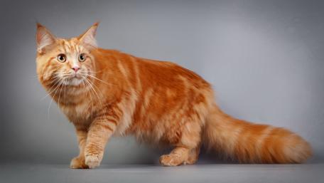 Majestic Orange Maine Coon Cat Walking Gracefully wallpaper