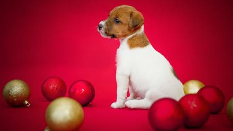 Adorable Puppy with Holiday Ornaments wallpaper
