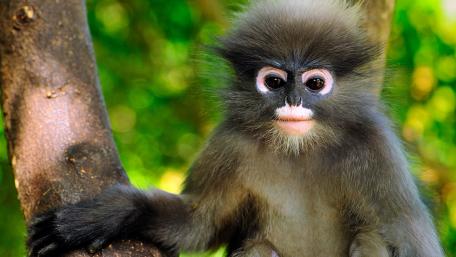 Curious Monkey in Enchanting Forest Setting wallpaper