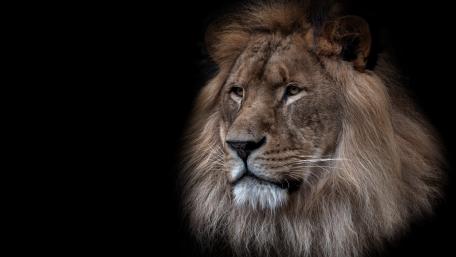 Majestic Lion in Shadows wallpaper