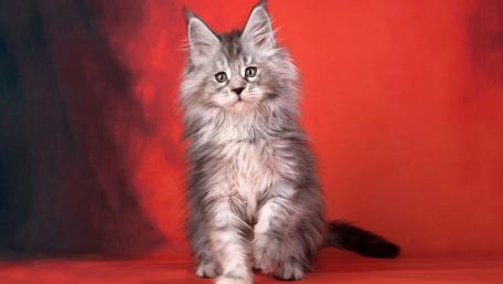 Fluffy Maine Coon Kitten on Vibrant Background wallpaper