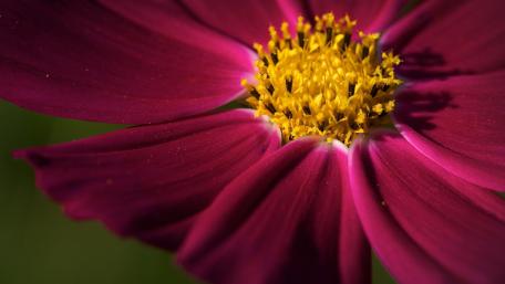 Vibrant Pink Flower Close-Up Wallpaper wallpaper