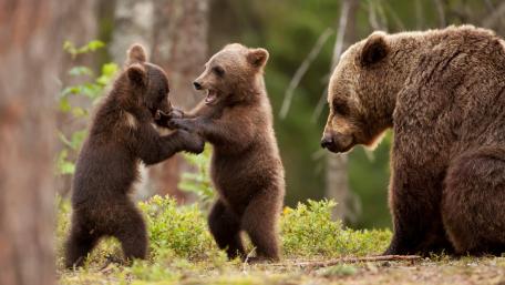 Playful Bear Cubs and Their Mother in Nature wallpaper