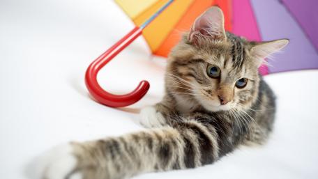 Playful Cat Under Colorful Umbrella wallpaper