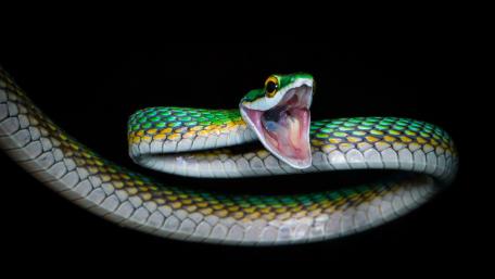 Vibrant Green Tree Snake Displaying Its Fangs wallpaper