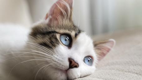 Whimsical Cat with Striking Blue Eyes wallpaper