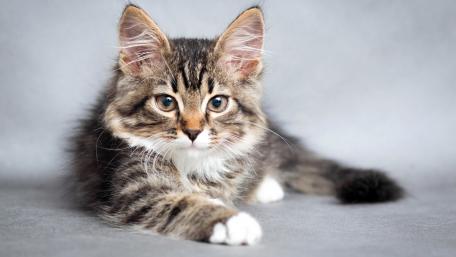 Adorable Tabby Kitten Relaxing in Soft Light wallpaper