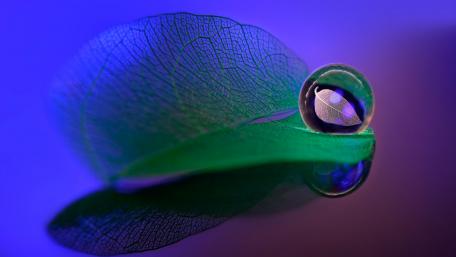Nature's Reflection in a Water Drop wallpaper