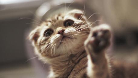 Playful Scottish Fold Kitten in Action wallpaper