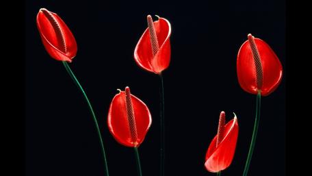 Vibrant Red Flowers Against a Dark Background wallpaper