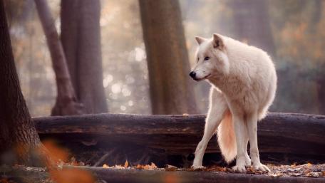 Majestic White Wolf in Serene Forest Setting wallpaper