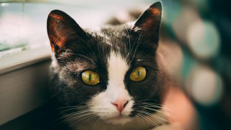 Captivating Cat with Striking Green Eyes wallpaper