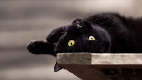 Charming Black Cat on Display wallpaper