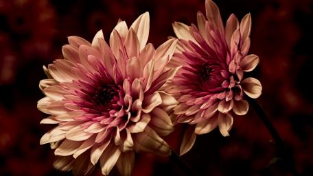 Blooming Beauty in the Dark wallpaper