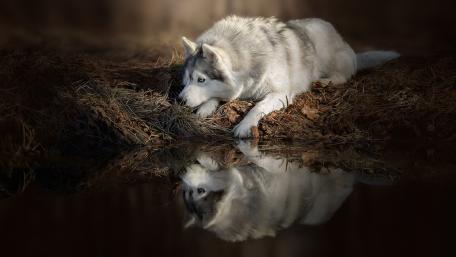 Silent Reflections of a Majestic Wolf wallpaper
