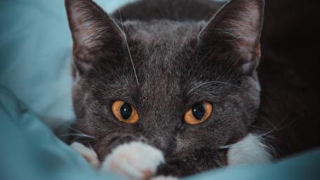 Charming Grey Cat with Striking Eyes wallpaper