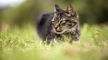 Majestic Cat in a Serene Meadow wallpaper