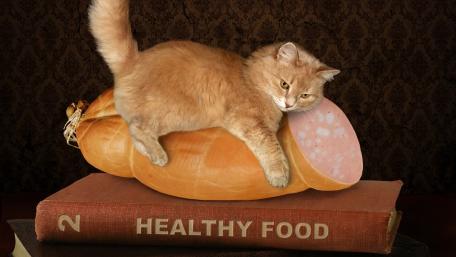 Whimsical Cat on a Unique Snack Treats wallpaper