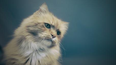 Soft Feline Elegance in 4K Quality wallpaper