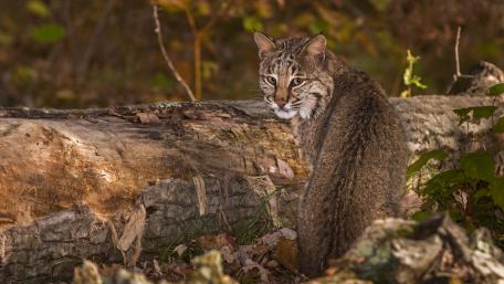 Cunning Beauty of the Wild Cats wallpaper