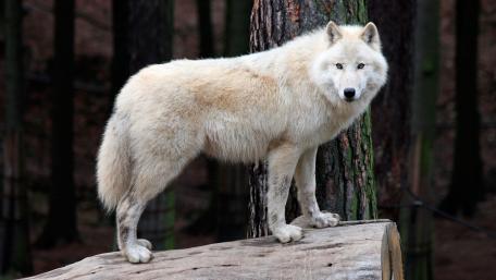 Majestic Arctic Wolf in Serene Forest Setting wallpaper