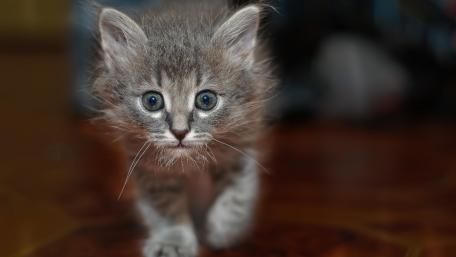 Curious Kitten Exploring Its World wallpaper