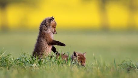 Playful Fox Cubs in a Meadow wallpaper