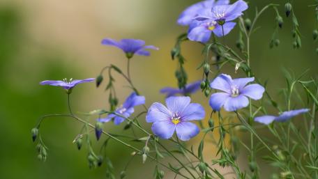 Delicate Blue Blossoms in Nature's Embrace wallpaper