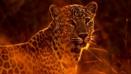 Majestic Leopard in Golden Sunset Glow wallpaper
