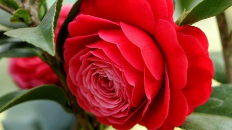 Vibrant Red Camellia in Bloom wallpaper