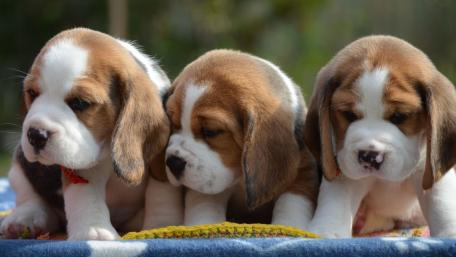 Adorable Beagle Puppies Sitting Together wallpaper