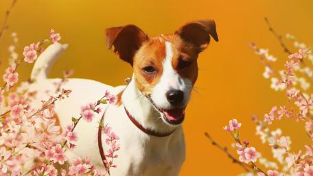 Joyful Dog Among Blossoms in Springtime Mood wallpaper