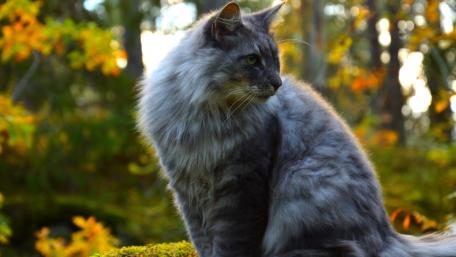 Majestic Grey Cat Among Autumn Foliage wallpaper