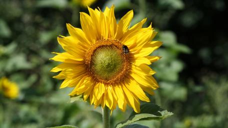 Vibrant Sunflower in Full Bloom wallpaper
