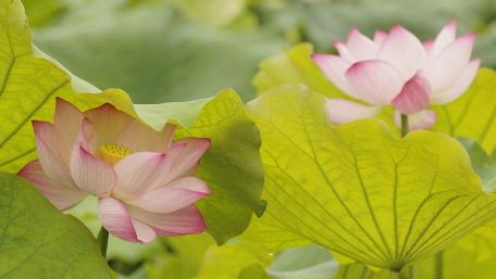 Blossoming Lotus Amid Lush Greenery wallpaper