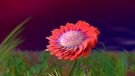 Vibrant Flower Against a Twilight Sky wallpaper