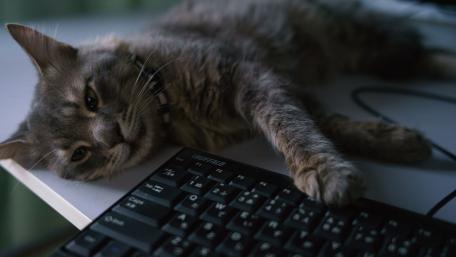 Lazy Cat Relaxing by the Keyboard wallpaper