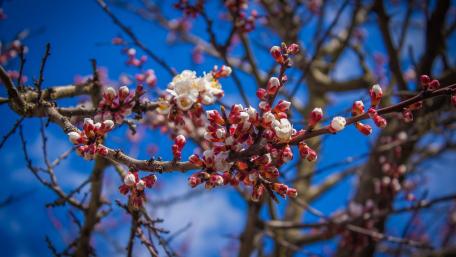 Blossoming Spring Flowers Against a Clear Sky wallpaper