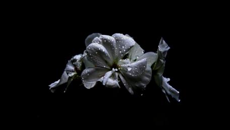 Elegant White Blooms with Raindrops Feel Calmness and Serenity in Nature's Beauty wallpaper