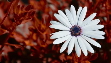 Elegant White Flower Amidst Lush Background wallpaper