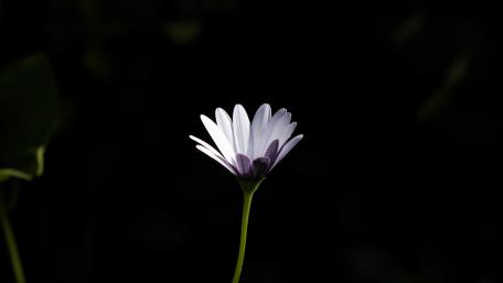 Elegant Flower Illuminated by Soft Light wallpaper
