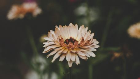 Elegant Blooms in Soft Colors wallpaper