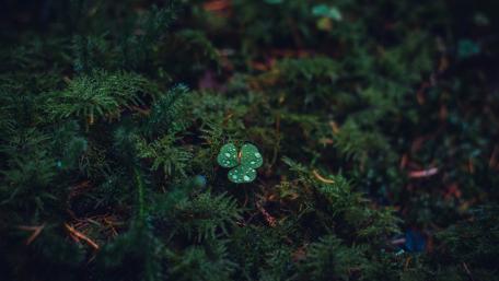 Lush Greenery with a Touch of Charm wallpaper