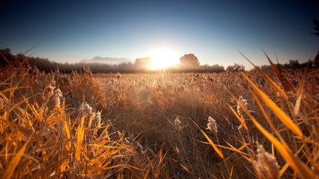 Golden Sunrise Over Tranquil Grain Field wallpaper
