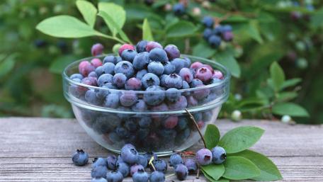 Bountiful Blueberry Harvest wallpaper