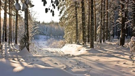 Winter Wonderland in a Serene Forest Scene wallpaper