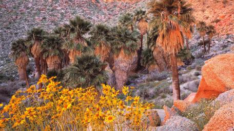 Vibrant Desert Oasis with Palms and Wildflowers wallpaper