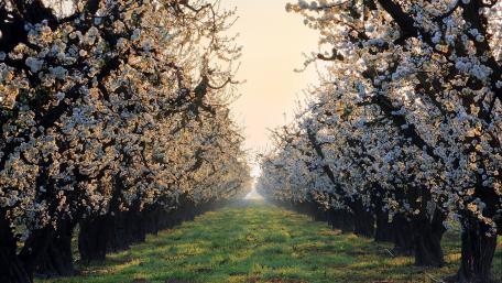 Blossoming Serenity in an Orchard wallpaper
