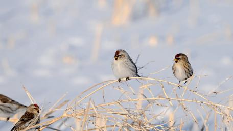 Winter Birds on Frosty Branches wallpaper